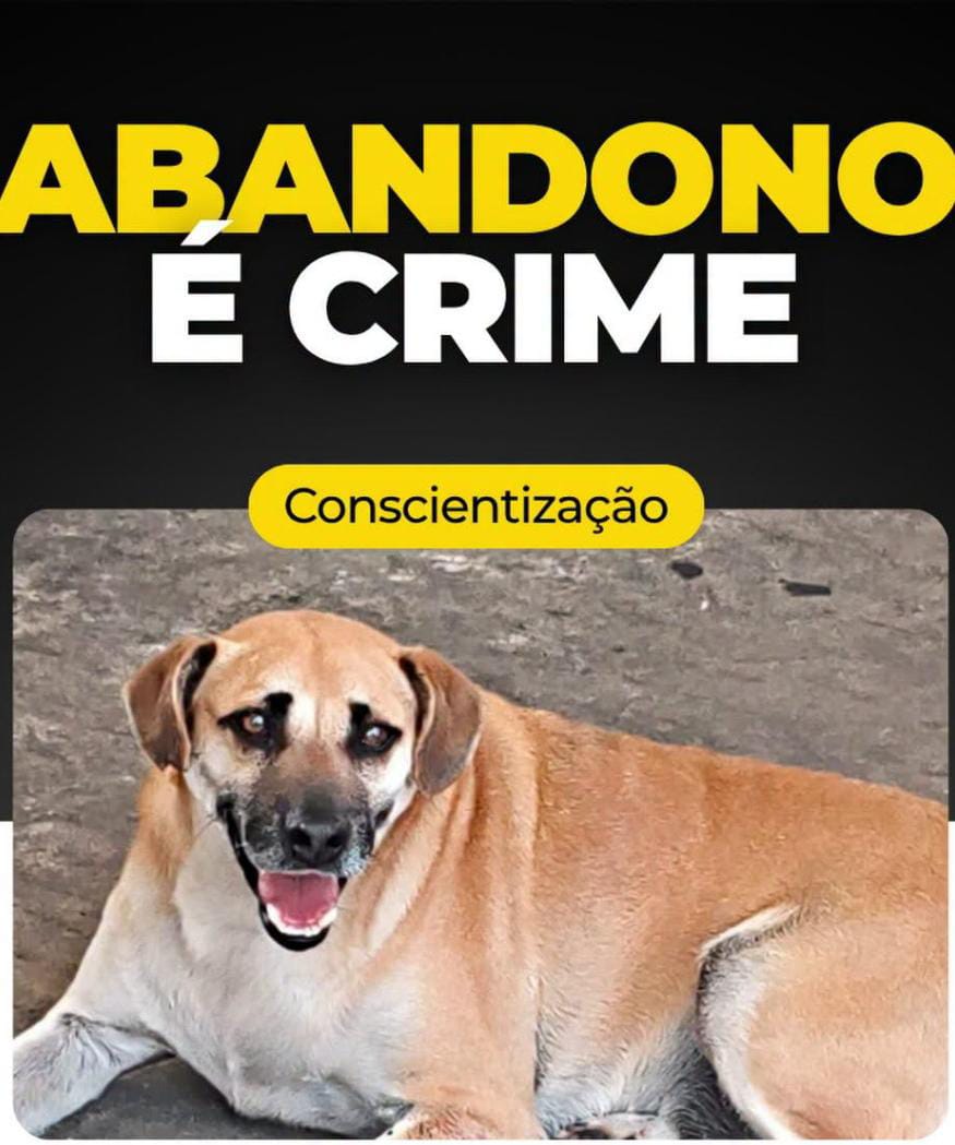  Cão adotado em feira da Prefeitura de Cabreúva é abandonado 15 dias depois